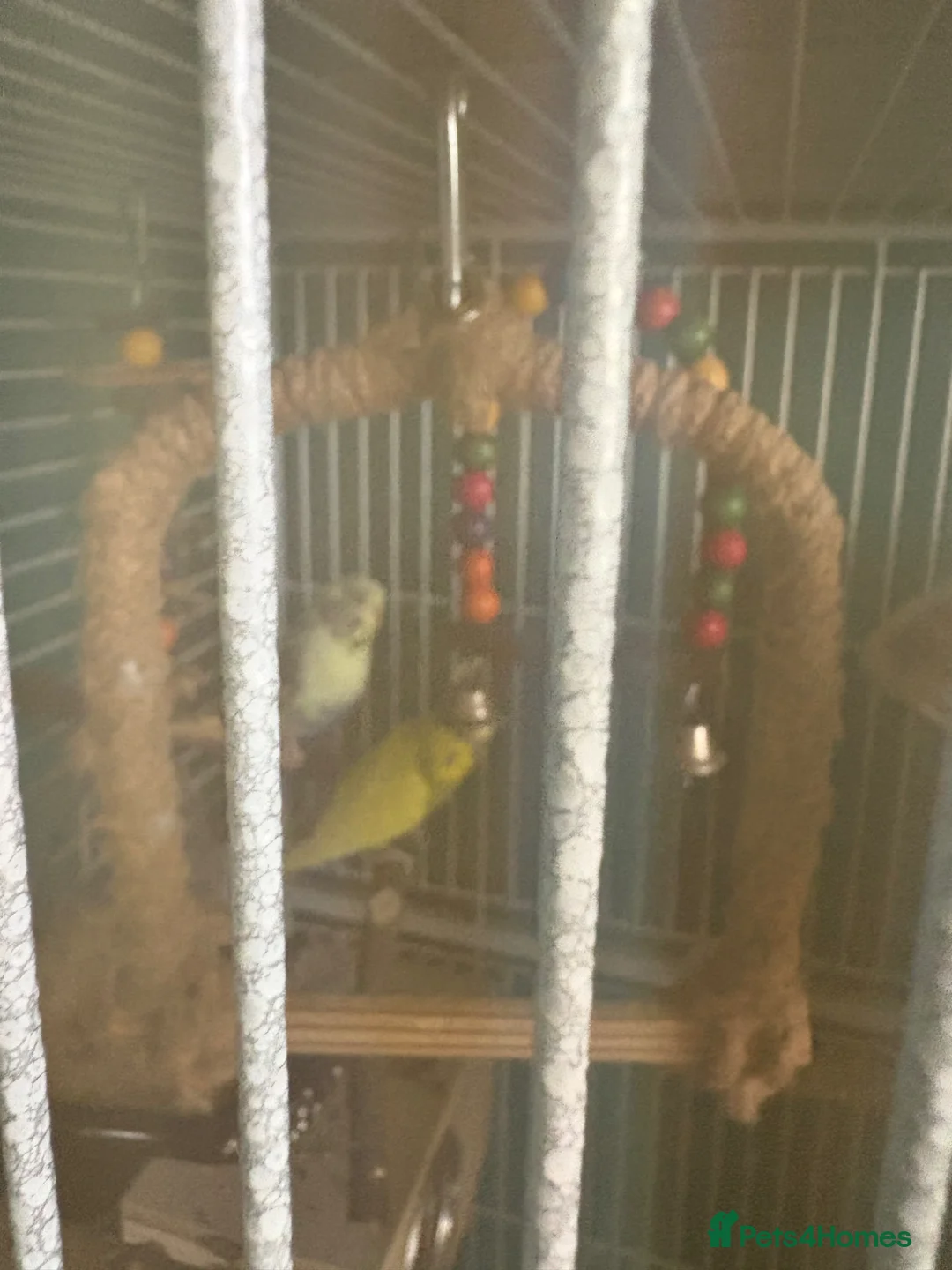 Budgerigars birds for sale: Beautiful cage, bonded pair & transport cage - Advert 2