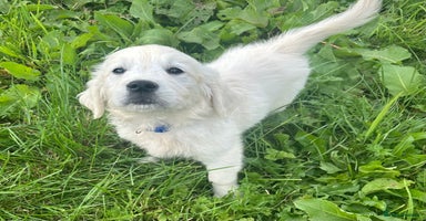 Golden Retriever dogs - Advert 4
