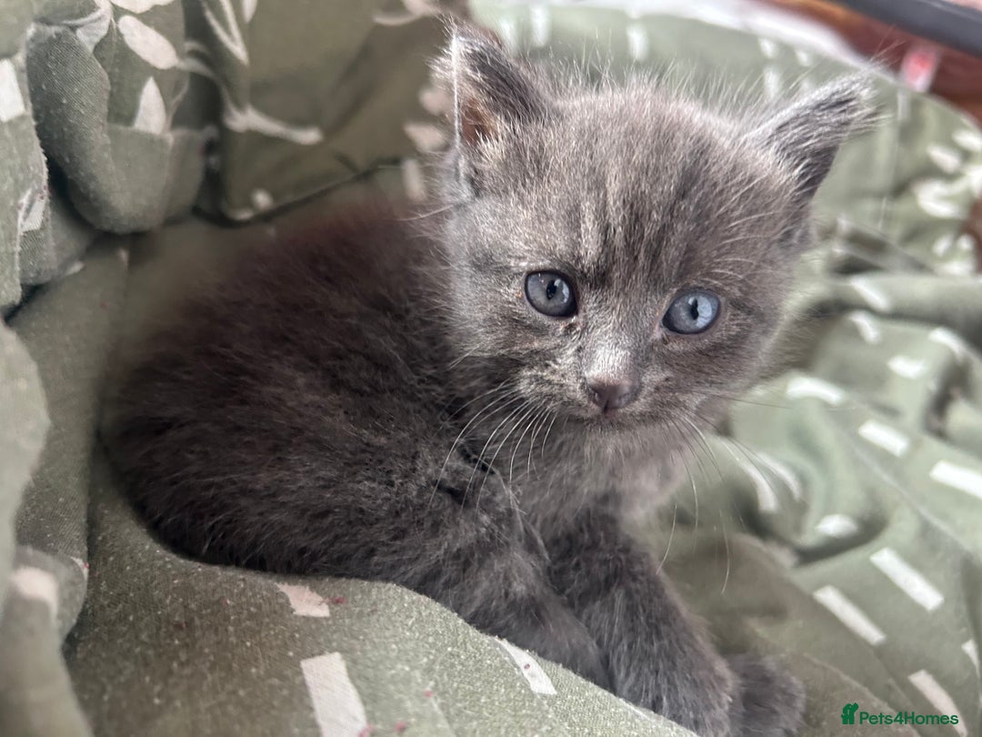 Ragdoll cats for sale: 2 adorable 1/4 ragdoll kittens available  - Image 3