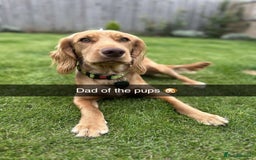 Sprocker dogs for sale: 2 girls 1 boy available - Advert 9