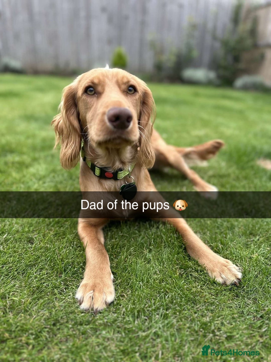 Sprocker dogs for sale: 2 girls 1 boy available - Advert 9