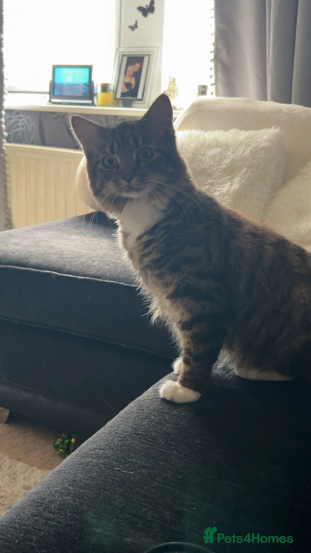 Mixed Breed cats for sale: Maine Coon cross female  - Advert 1