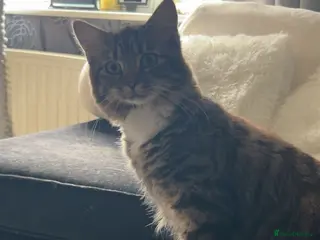 Mixed Breed cats Maine Coon cross female - Advert 3