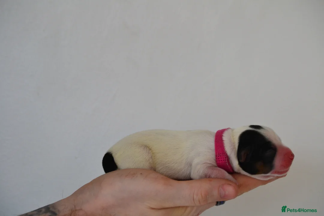 Jack Russell dogs for sale: Traditional Jack Russell  - Advert 13