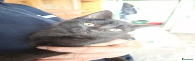 British Shorthair 3