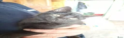 Mixed Breed cats for sale: 6 beautiful black kittens - Advert 4