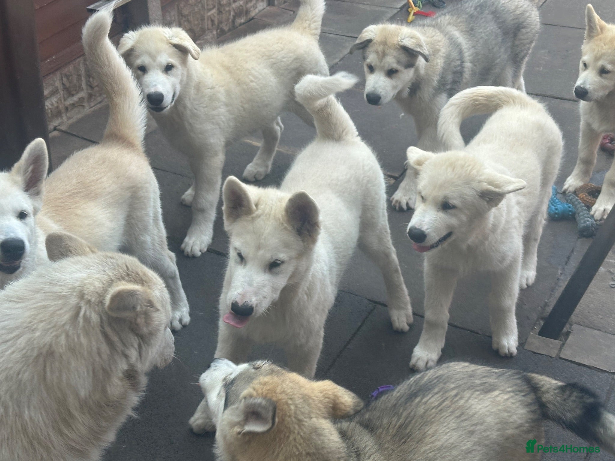 Alaskan Malamute dogs Beauties looking for their Beast - Advert 1