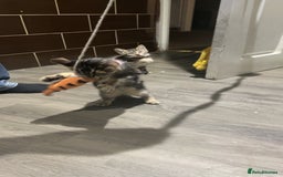 Mixed Breed cats for sale: 4 stunning tabby kittens - Image 19