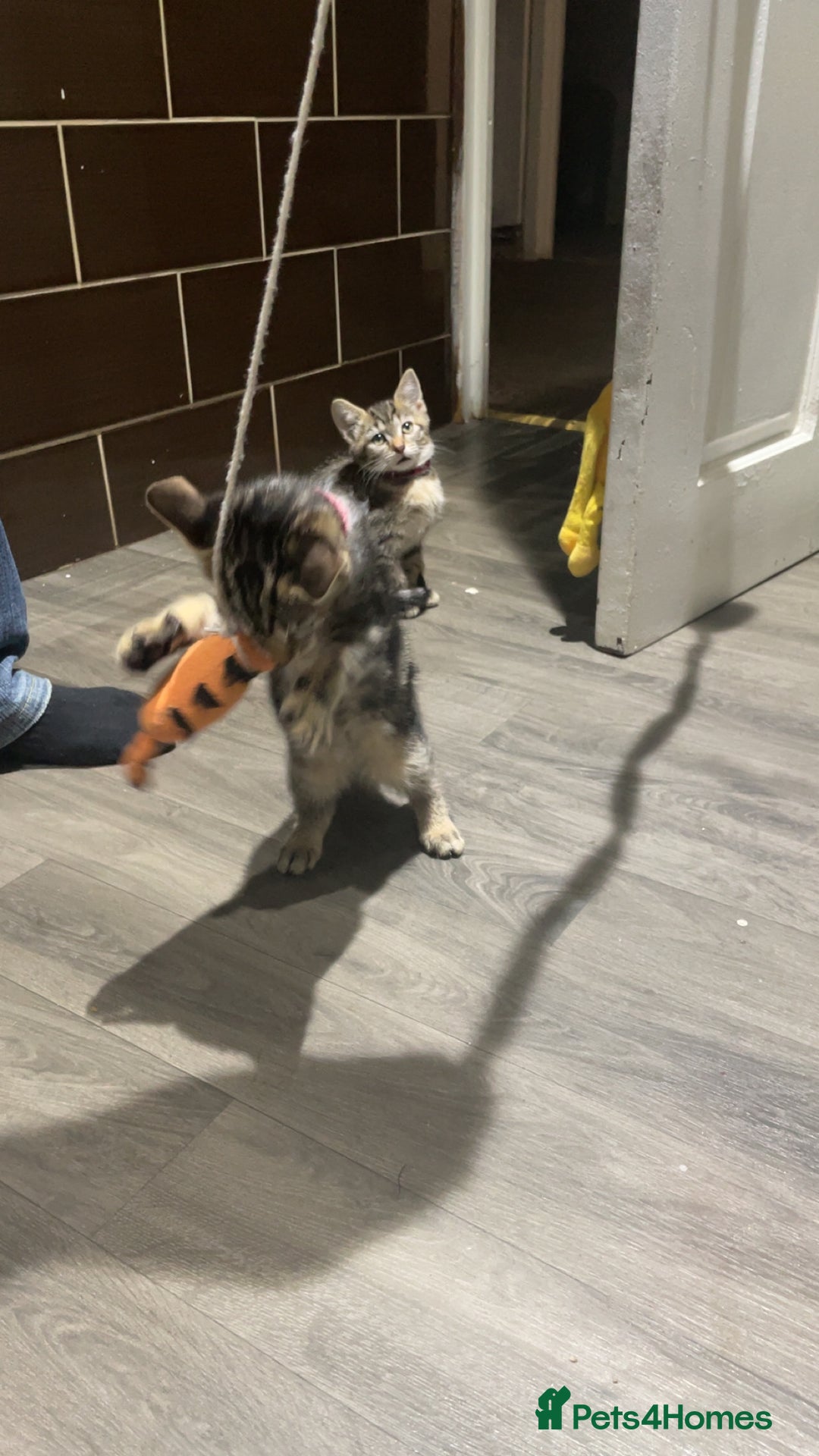 Mixed Breed cats for sale: 4 stunning tabby kittens - Image 19