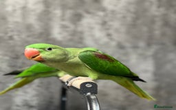 Parrots birds for sale: Alexandrine Parrot Chicks for Sale-Hand-Reared - Image 7