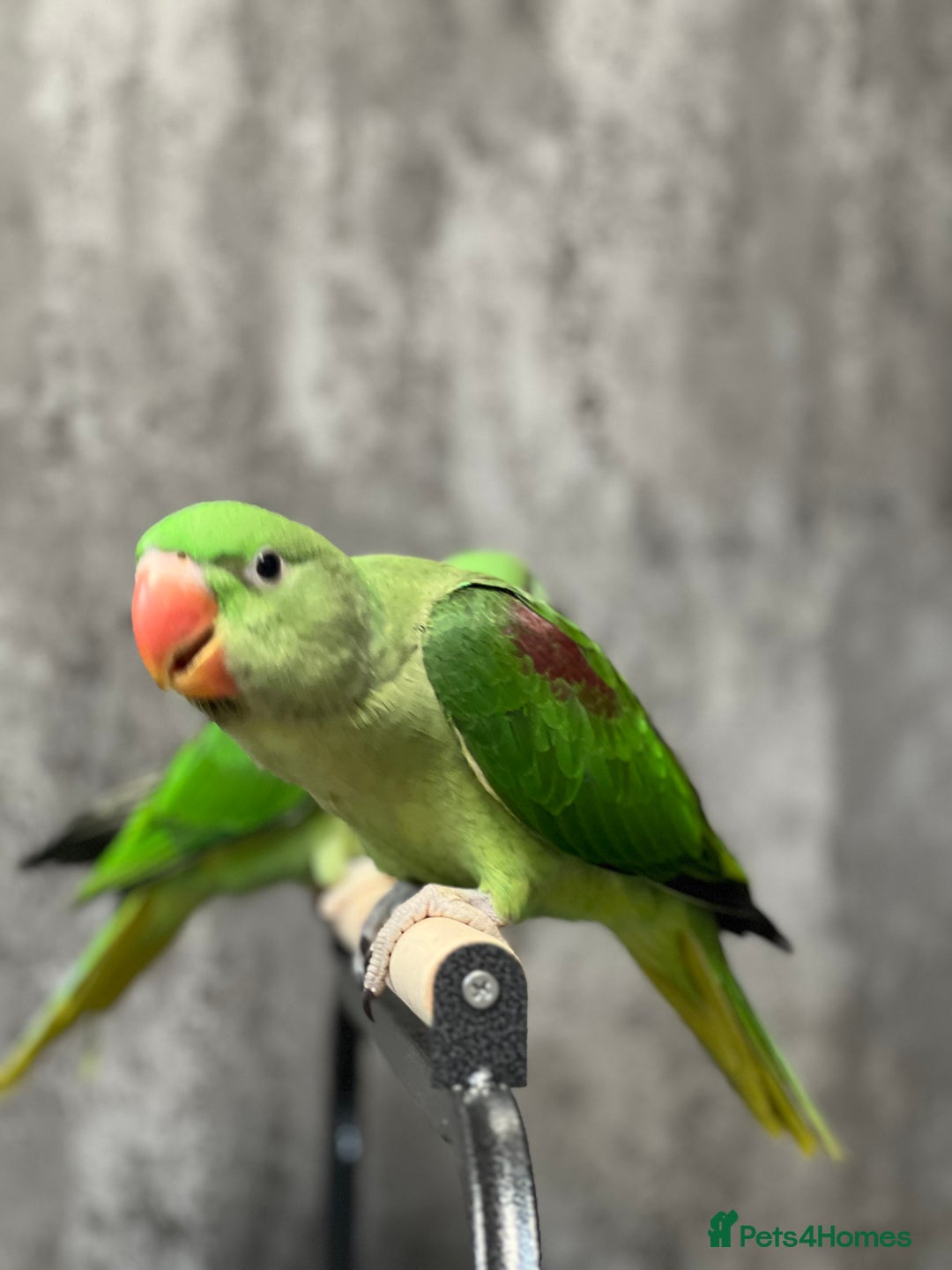 Parrots birds for sale: Alexandrine Parrot Chicks for Sale-Hand-Reared - Image 7