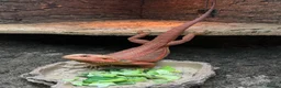 Bearded Dragon reptiles for sale: Red Hypo Leatherback Bearded Dragon - Advert 5