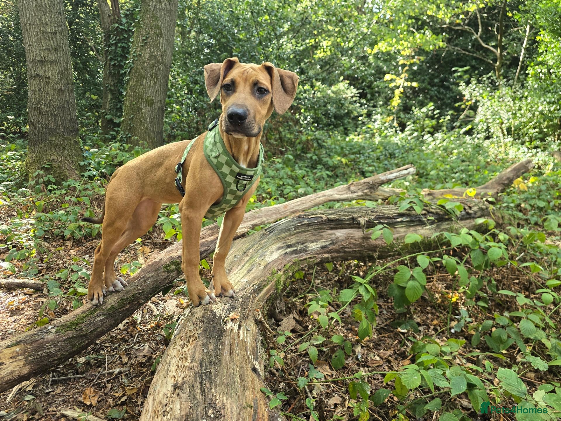 Mixed Breed dogs 5 months old Rhodesian ridgeback girls  - Advert 1