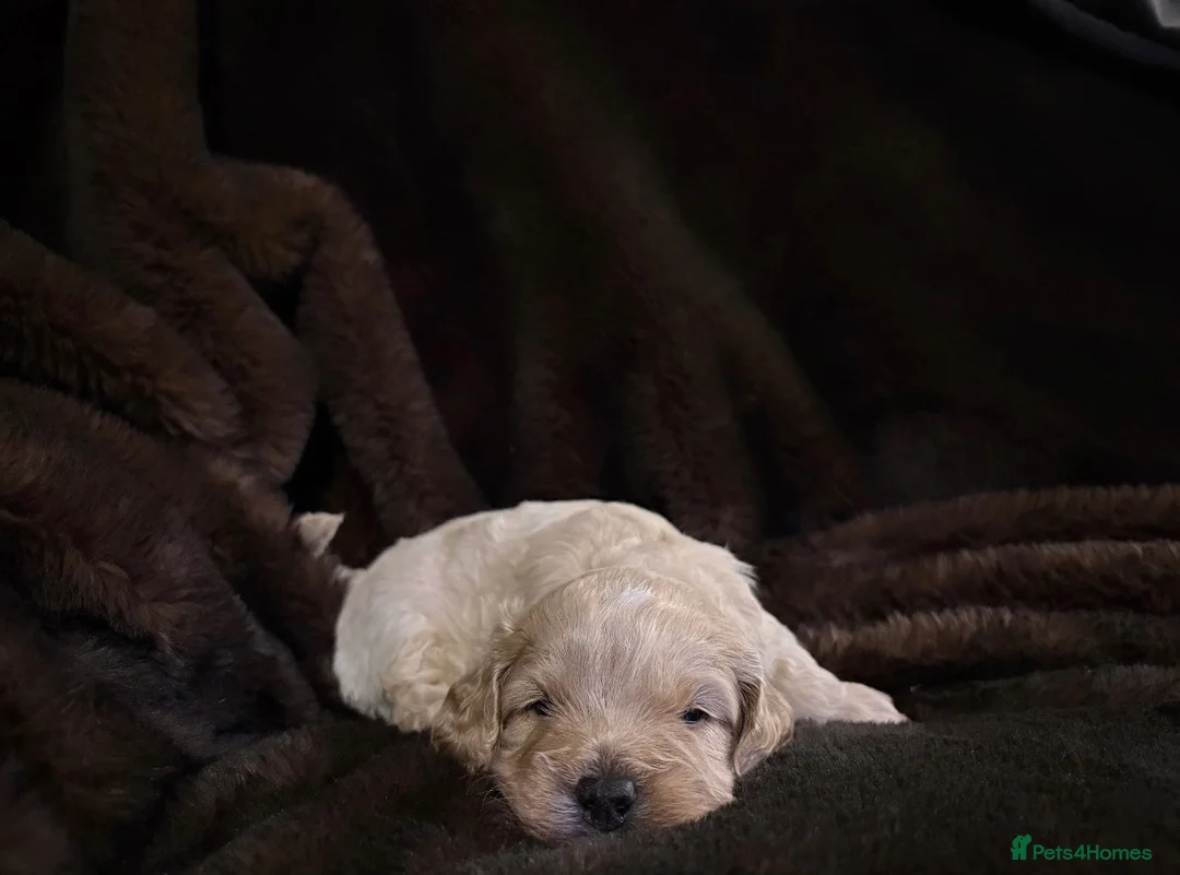Cavapoo dogs for sale: Stunning F1B Cavapoo’s - Advert 8