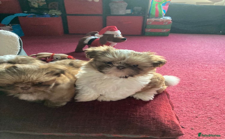 Shih Tzu dogs Only 1 Doll face shih tzu parti colour puppy’s  - Advert 9