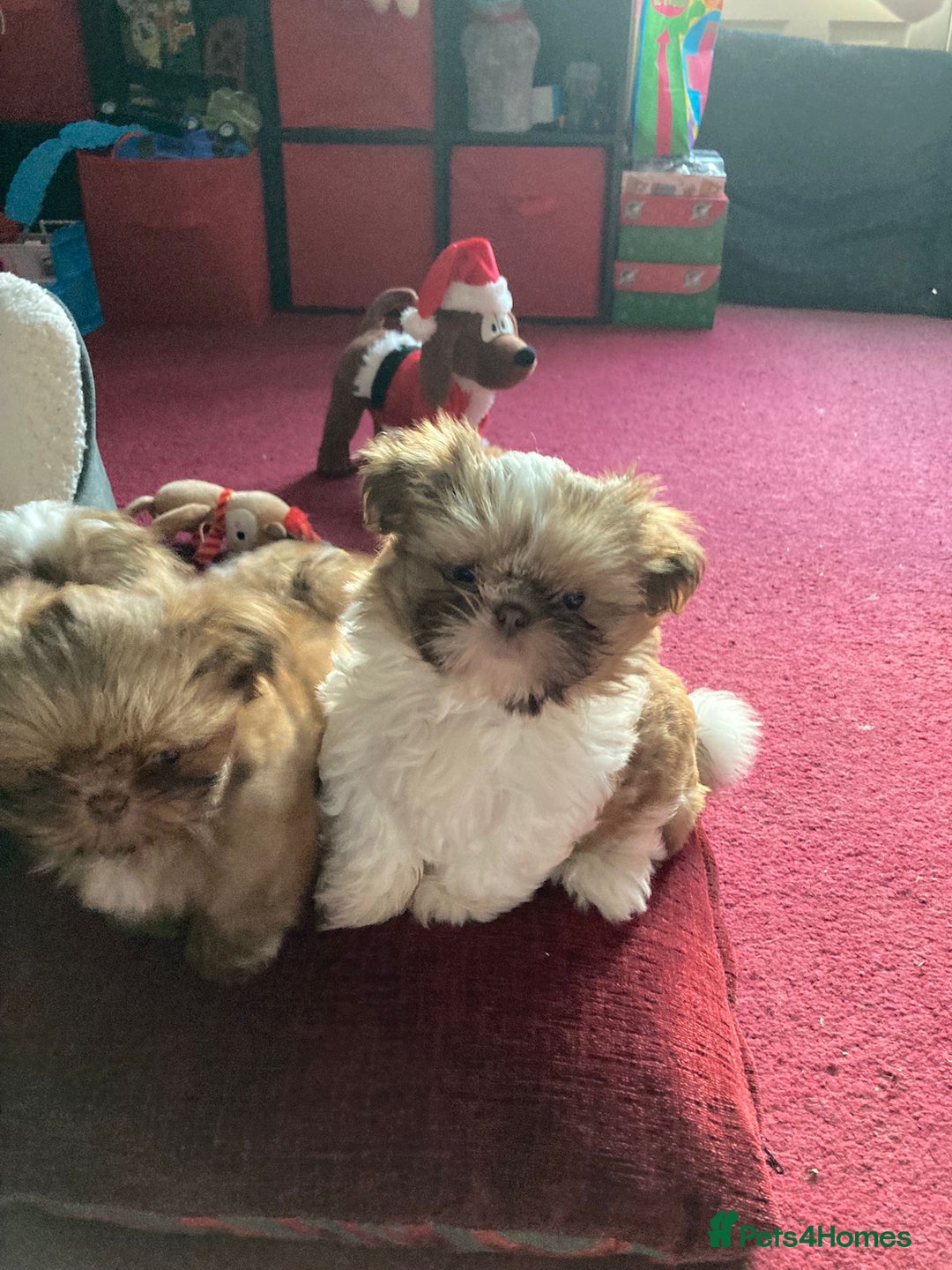 Shih Tzu dogs for sale: Only 1 Doll face shih tzu parti colour puppy’s  - Advert 2