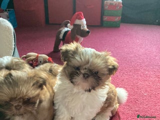 Shih Tzu dogs Only 1 Doll face shih tzu parti colour puppy’s - Advert 10