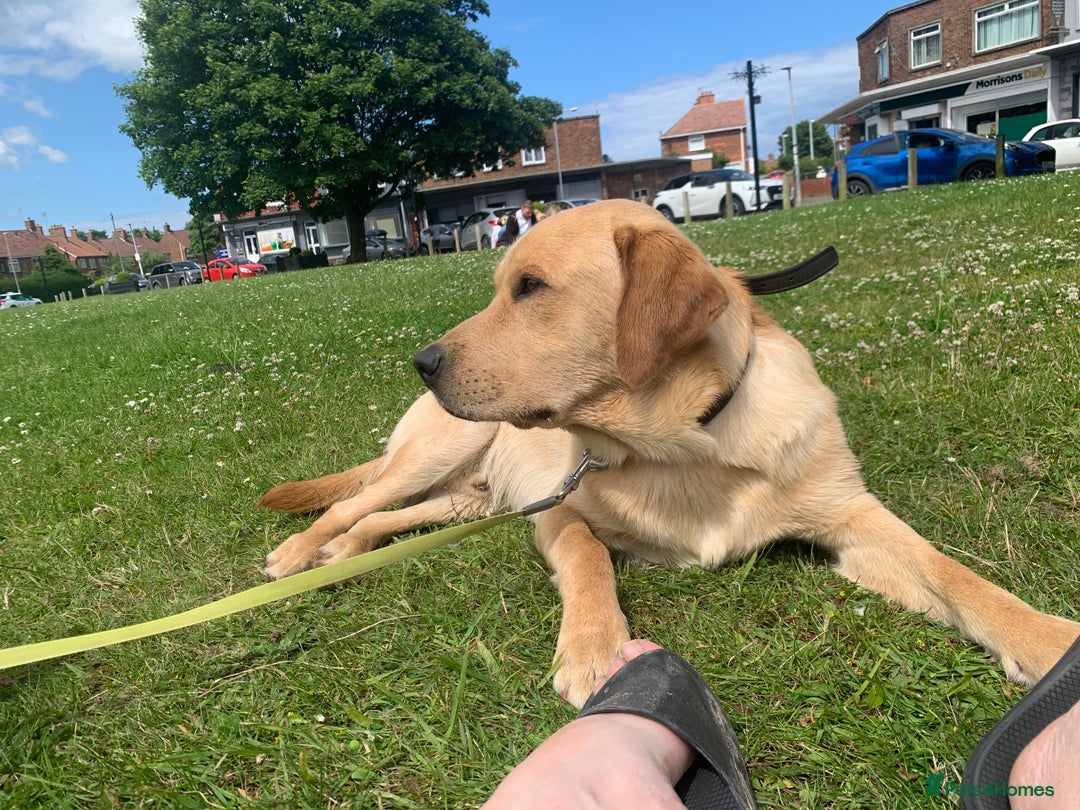 Labrador Retriever dogs for stud: Bred for Temperament Labrador Stud in Hull - Image 5
