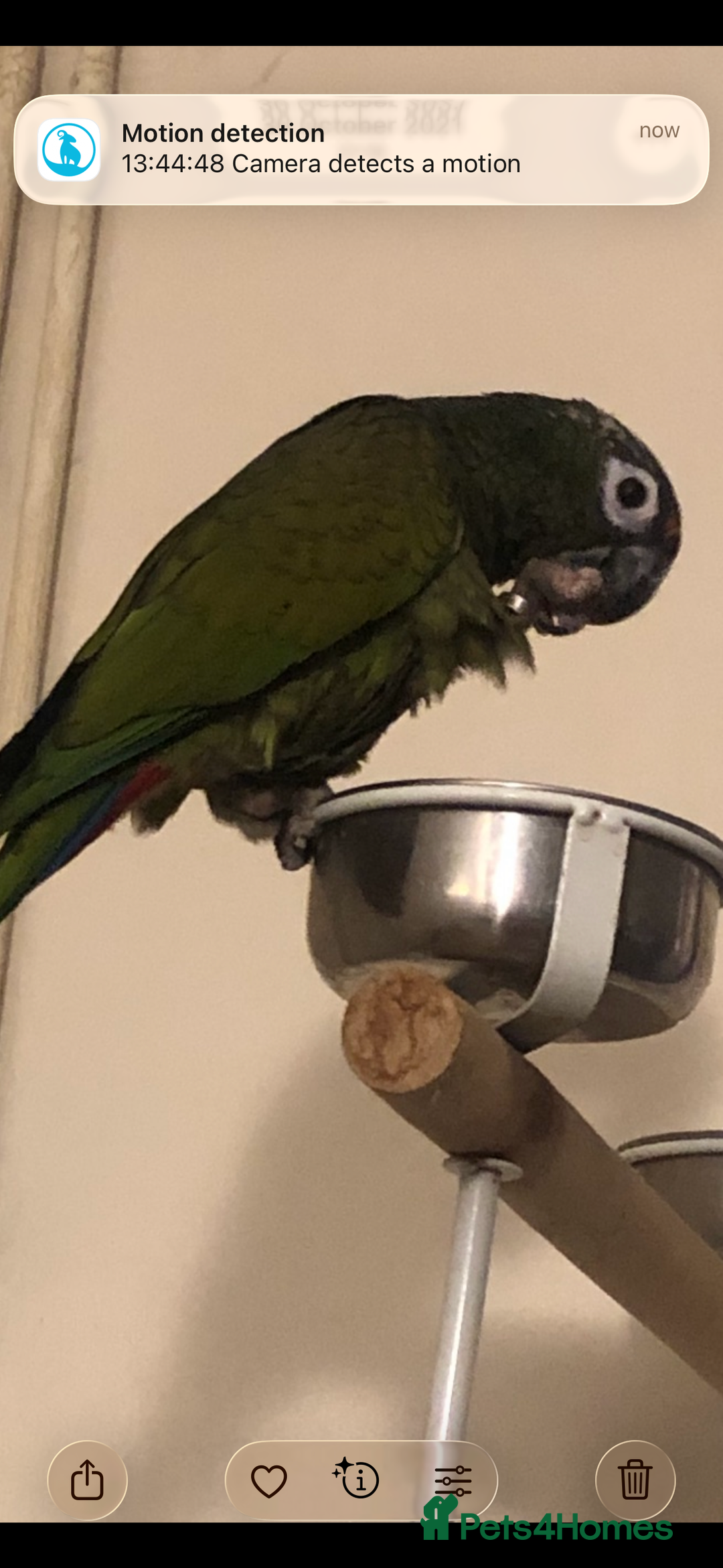 Parrots birds for sale: Parrot  - Advert 5