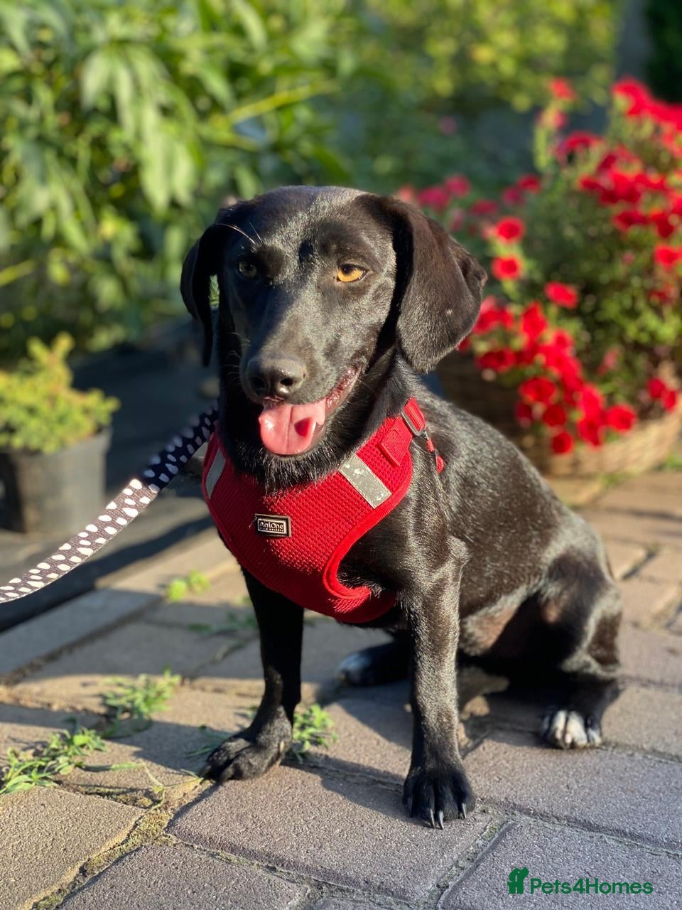 Mixed Breed dogs ❤️🐶 BLACKY –DACHSHUND PEOPLE KNOW THE MAGIC...❤️ - Advert 1