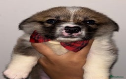 Welsh Corgi Pembroke dogs for sale: Welsh Pembroke corgis  - Image 19