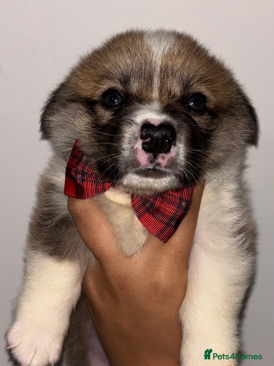 Welsh Corgi Pembroke dogs for sale: Welsh Pembroke corgis  - Image 19