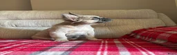 French Bulldog dogs for sale: LAST PUPPY- Rare fluffy french bulldogs - Advert 18