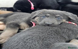 German Shepherd dogs for sale: German shepherd puppies - Image 3