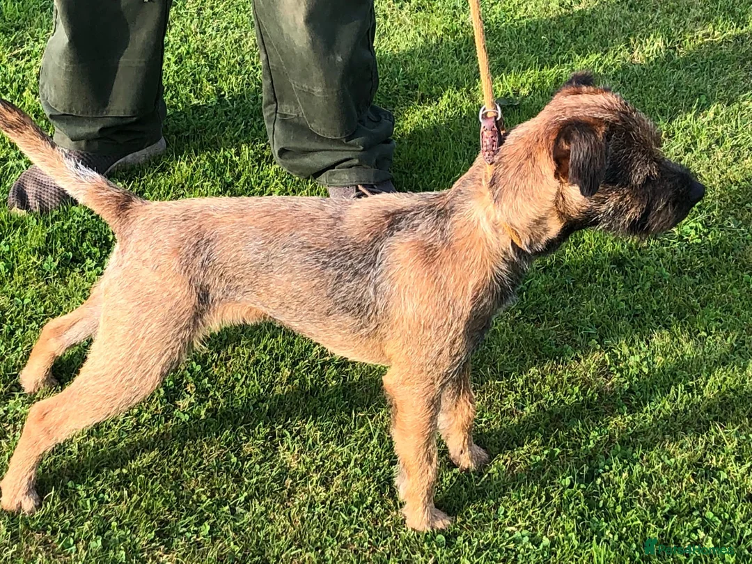 Border Terrier dogs for stud: Del boy at stud .slem clear  in Lockerbie - Advert 2