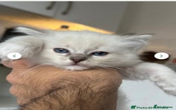 Ragdoll cats for sale: Gorgeous Rare White boy and blue mitted boy  - Image 7