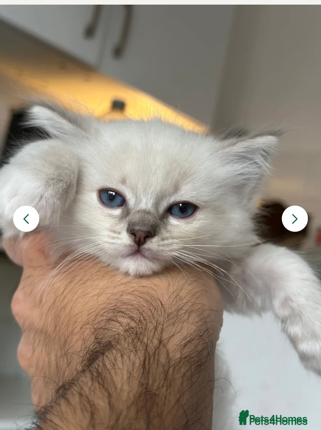 Ragdoll cats for sale: Gorgeous Rare White boy and blue mitted boy  - Image 7