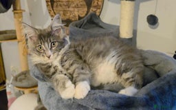 Maine Coon cats for sale: Last girl Tica Beautiful Maine Coon kittens  - Image 38