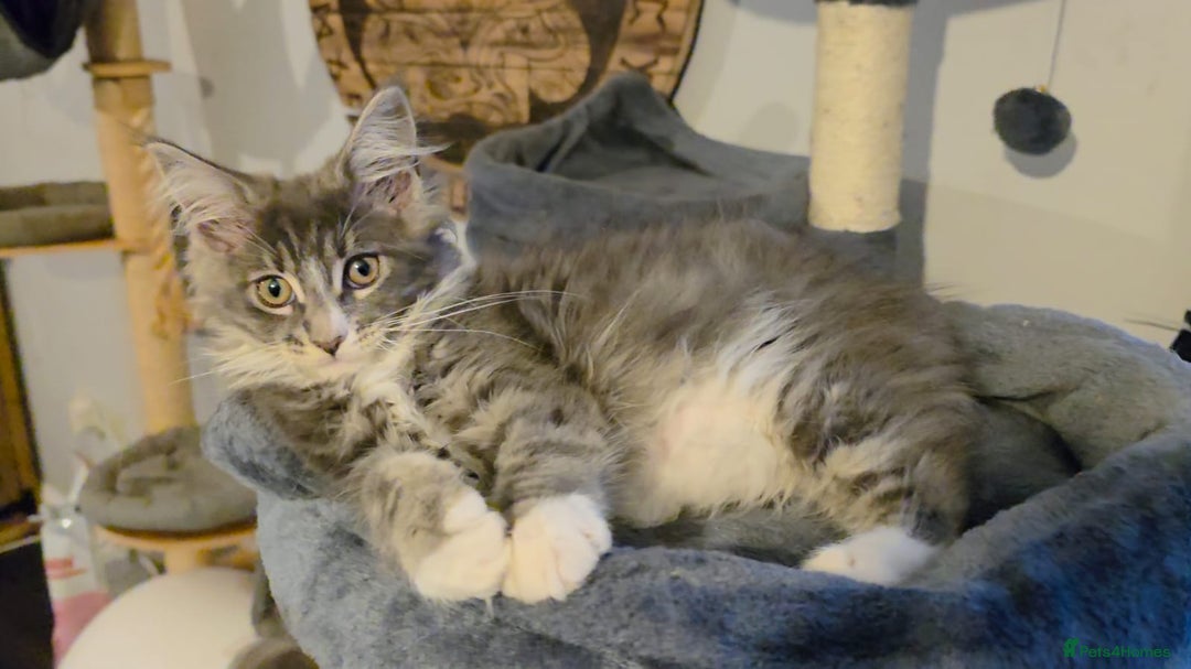 Maine Coon cats for sale: Last girl Tica Beautiful Maine Coon kittens  - Image 38