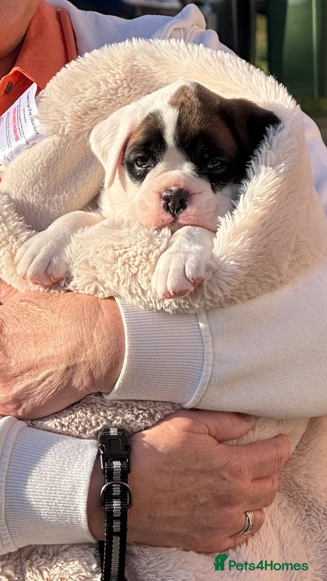 Boxer dogs for sale: Stunning White boy. - Advert 15