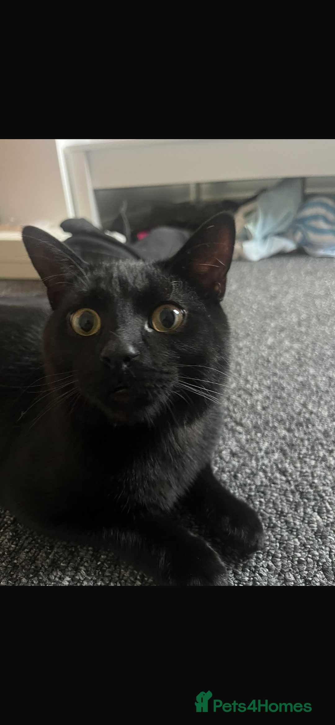 Mixed Breed cats for sale: Cats for sale - Advert 2