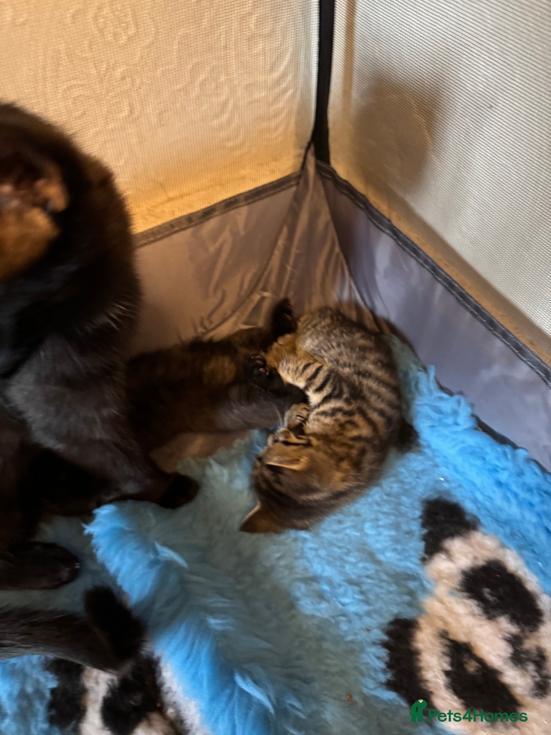 Domestic Shorthair cats for sale: Tabby Kittens - Image 9