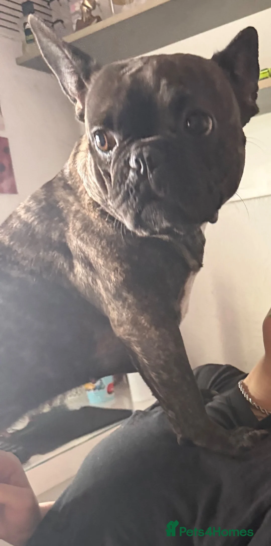 French Bulldog dogs for sale: Fido  - Advert 6