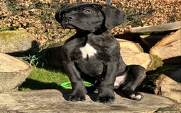 Cane Corso dogs for sale: Ready to leave  - Image 7