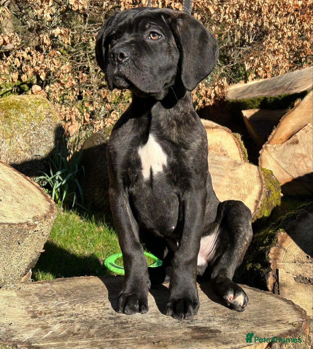 Cane Corso dogs for sale: Ready to leave  - Image 7
