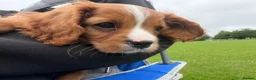 Cavalier King Charles Spaniel dogs for sale: King Charles cavalier  in Shoreham-by-Sea - Advert 5