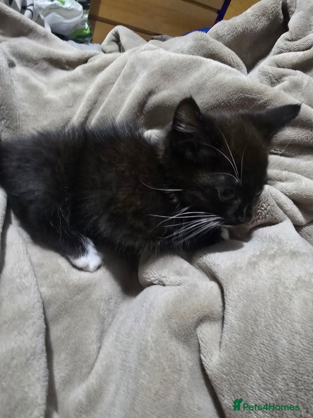 Domestic Shorthair cats for sale: Black and white male kitten  - Advert 4
