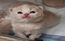 British Shorthair cats for sale: **GCCF CHAMPION PARENTS - Last Kitten!!** - Image 5