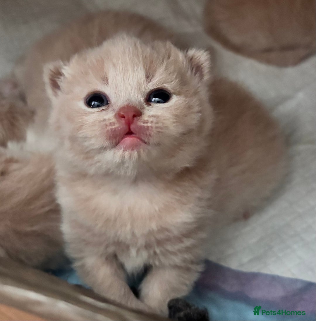 British Shorthair cats for sale: **GCCF CHAMPION PARENTS - Last Kitten!!** - Image 5