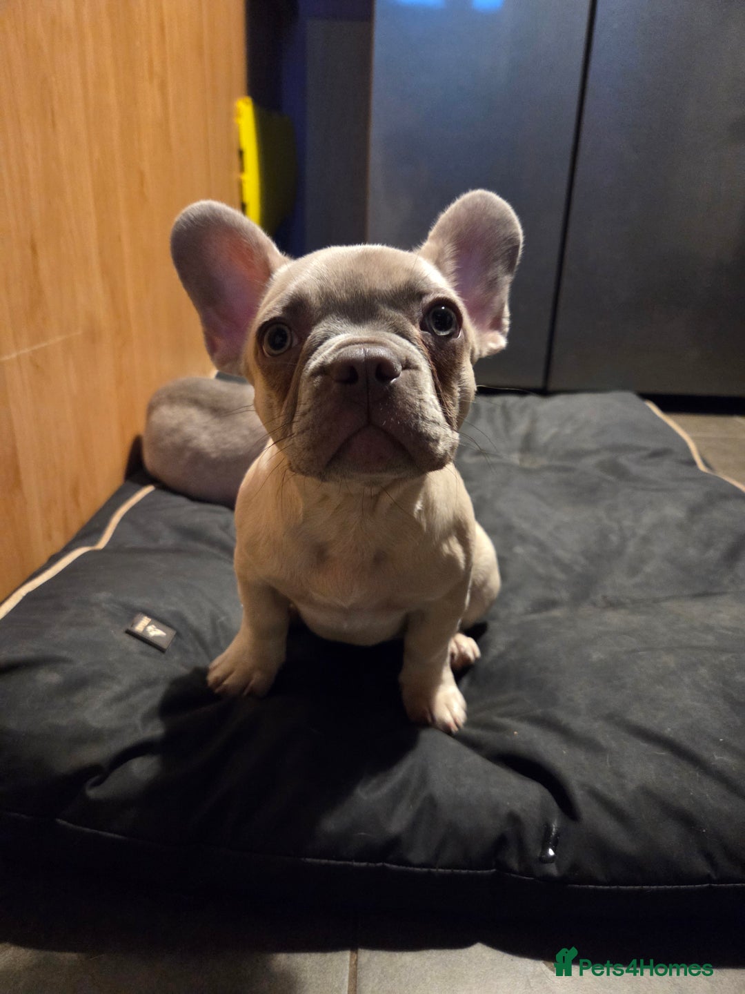 French Bulldog dogs for sale: Frenchies for sale - Advert 5