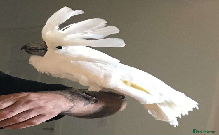 Cockatoo birds - Advert 1