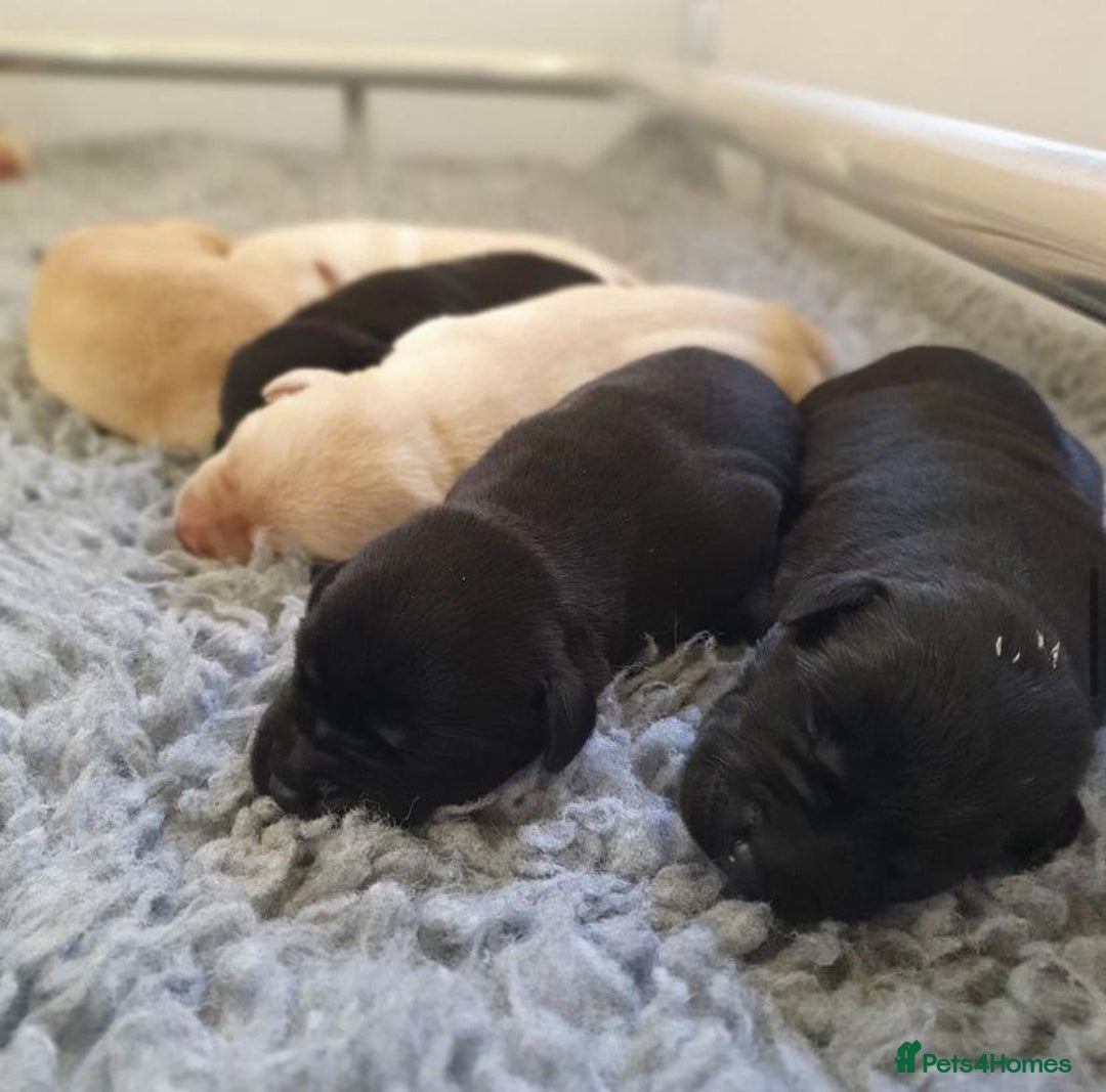 Labrador Retriever dogs for sale: 7 kc rg beautiful lab puppies - Image 6