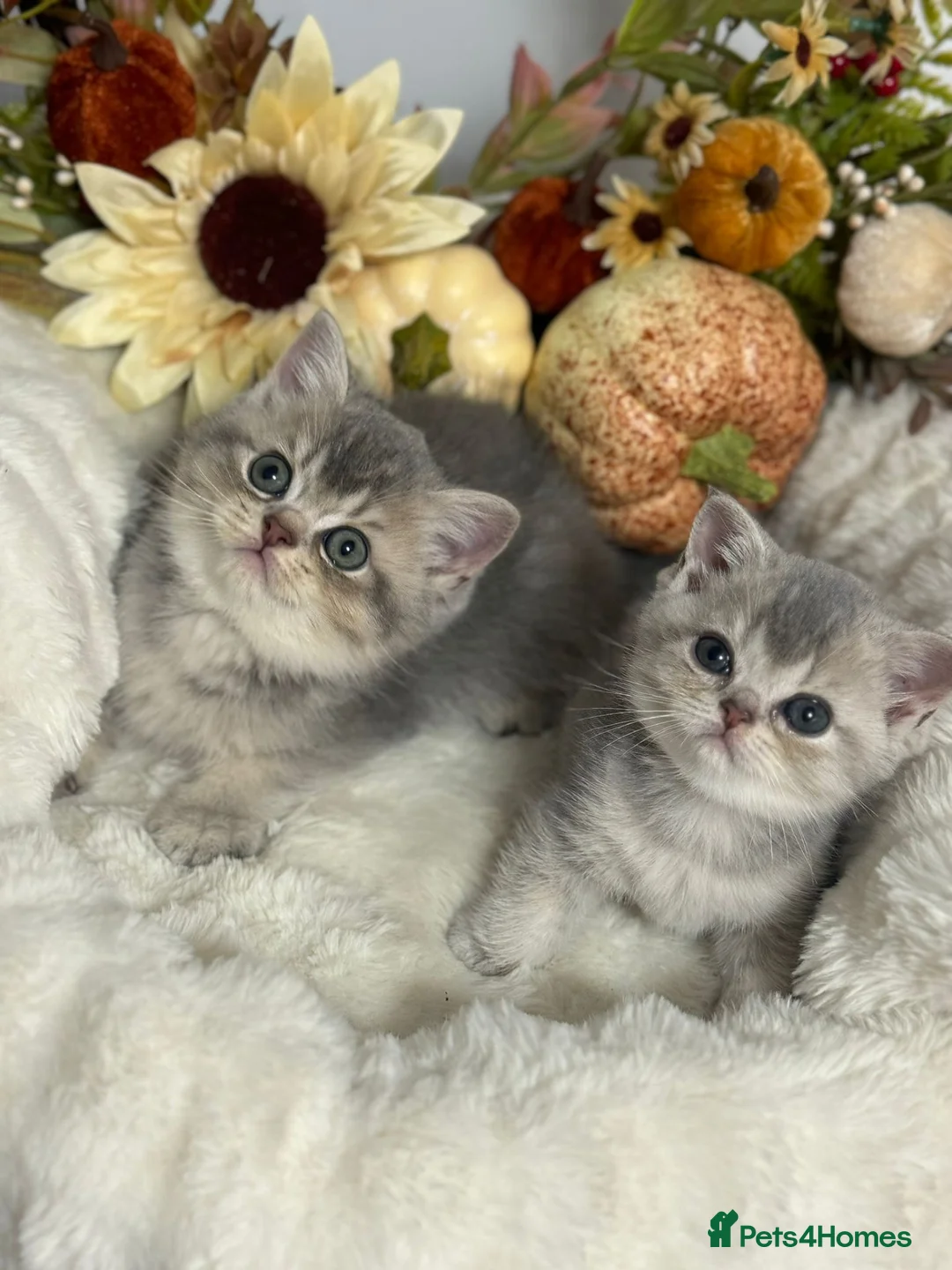 British Shorthair cats for sale: Blue Golden Shaded British Shorthair Kittens - Advert 1