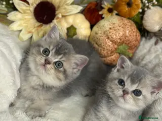 British Shorthair cats Ready Now Blue Golden Shaded British Shorthair - Advert 1