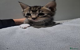 Mixed Breed cats for sale: Kittens - Image 10
