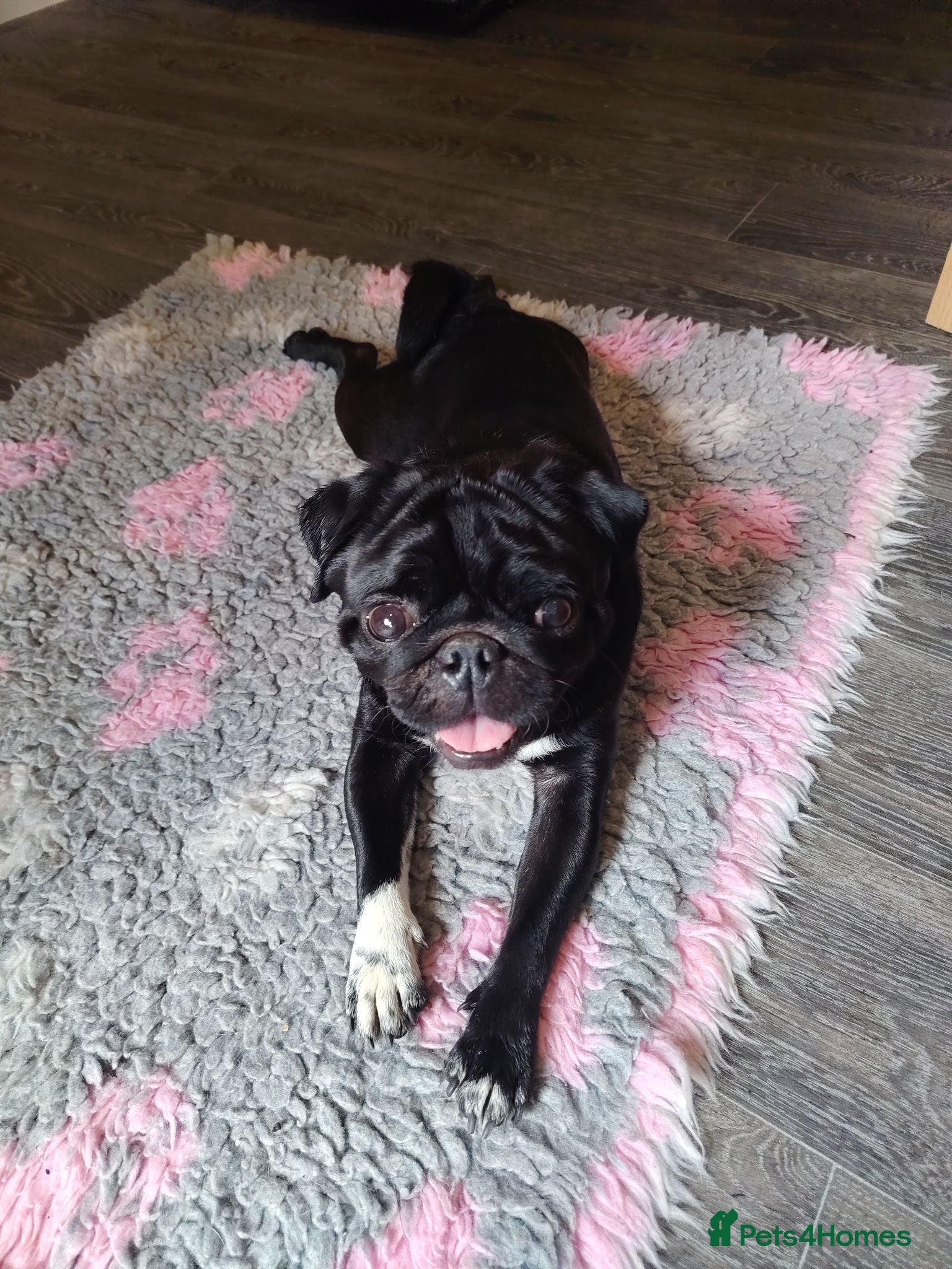 Pug dogs Black Pug for Stud - Advert 6